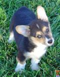 Pembroke Welsh Corgi